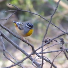 Pardalotus punctatus (Spotted Pardalote) at Acton, ACT - 16 Aug 2019 by Christine