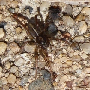 Lycosidae (family) at Acton, ACT - 16 Aug 2019