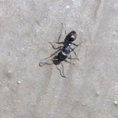 Unverified Ant (Hymenoptera, Formicidae) at Hackett, ACT - 16 Aug 2019 by Christine
