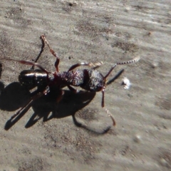 Rhytidoponera sp. (genus) (Rhytidoponera ant) at Hackett, ACT - 16 Aug 2019 by Christine