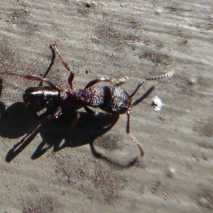 Rhytidoponera sp. (genus) at Hackett, ACT - 16 Aug 2019