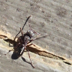Rhytidoponera sp. (genus) at Hackett, ACT - 16 Aug 2019
