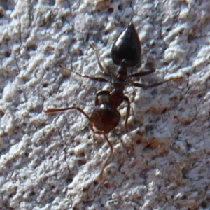 Crematogaster sp. (genus) at Acton, ACT - 16 Aug 2019 01:33 PM