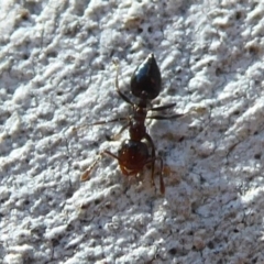 Crematogaster sp. (genus) at Acton, ACT - 16 Aug 2019 01:33 PM