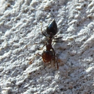 Crematogaster sp. (genus) at Acton, ACT - 16 Aug 2019