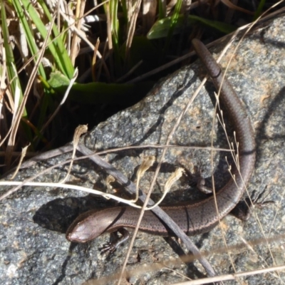 Lampropholis delicata (Delicate Skink) at ANBG - 16 Aug 2019 by Christine
