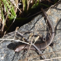 Lampropholis delicata (Delicate Skink) at Acton, ACT - 16 Aug 2019 by Christine