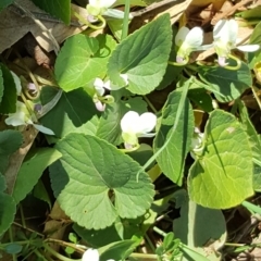 Viola odorata (Sweet Violet, Common Violet) at Mount Mugga Mugga - 17 Aug 2019 by Mike