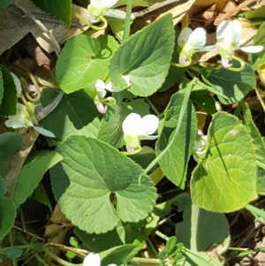 Viola odorata at O'Malley, ACT - 17 Aug 2019