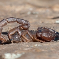 Urodacus manicatus (Black Rock Scorpion) at Kowen, ACT - 17 Aug 2019 by rawshorty