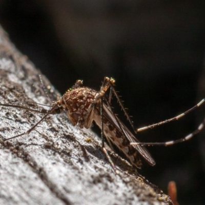 Culicidae (family) (A mosquito) at Molonglo Gorge - 17 Aug 2019 by rawshorty