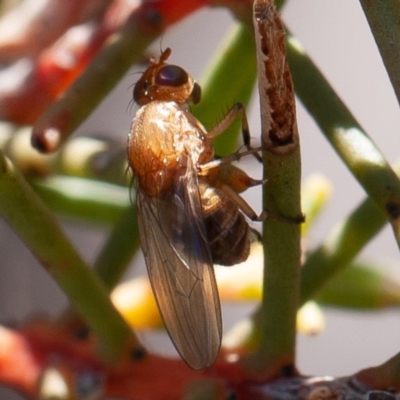 Lauxaniidae (family) (Unidentified lauxaniid fly) at Kowen, ACT - 17 Aug 2019 by rawshorty