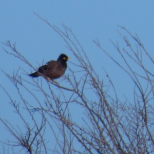 Acridotheres tristis at Dunlop, ACT - 12 Aug 2019