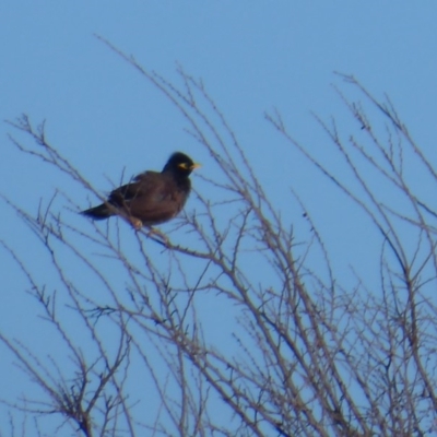 Acridotheres tristis (Common Myna) at West Belconnen Pond - 12 Aug 2019 by Christine