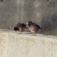 Acridotheres tristis at Dunlop, ACT - 12 Aug 2019