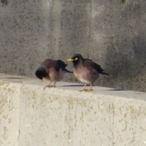 Acridotheres tristis at Dunlop, ACT - 12 Aug 2019