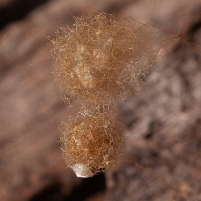 Australomimetus sp. (genus) (Unidentified Pirate spider) at Molonglo Gorge - 17 Aug 2019 by rawshorty