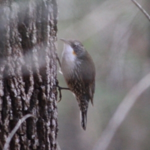 Cormobates leucophaea at Broulee, NSW - 17 Aug 2019 10:33 AM