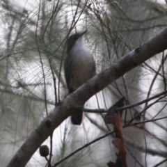 Cormobates leucophaea at Broulee, NSW - 17 Aug 2019 10:33 AM