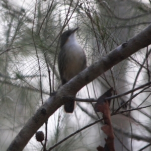 Cormobates leucophaea at Broulee, NSW - 17 Aug 2019