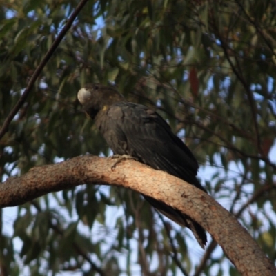 Calyptorhynchus lathami (Glossy Black-Cockatoo) at Moruya, NSW - 17 Aug 2019 by LisaH
