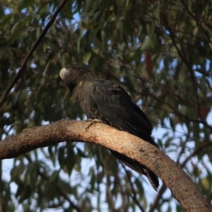 Calyptorhynchus lathami at Moruya, NSW - 17 Aug 2019