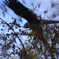 Calyptorhynchus lathami lathami at Moruya, NSW - 17 Aug 2019