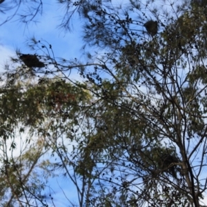 Calyptorhynchus lathami at Moruya, NSW - 17 Aug 2019