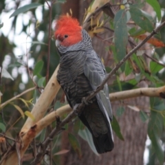 Callocephalon fimbriatum (Gang-gang Cockatoo) at Moruya, NSW - 17 Aug 2019 by LisaH
