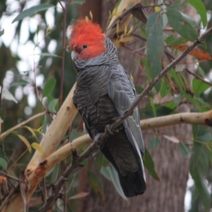 Callocephalon fimbriatum at Moruya, NSW - 17 Aug 2019