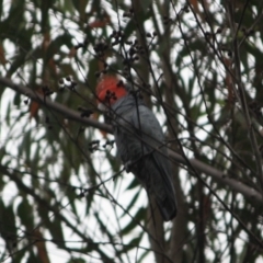 Callocephalon fimbriatum at Moruya, NSW - 17 Aug 2019