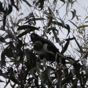 Callocephalon fimbriatum at Moruya, NSW - 17 Aug 2019