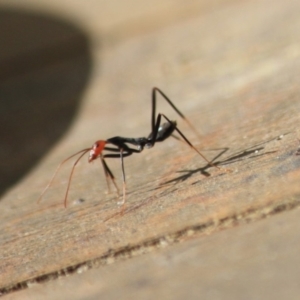 Leptomyrmex erythrocephalus at Moruya, NSW - 17 Aug 2019