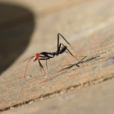 Leptomyrmex erythrocephalus (Spider ant) at Moruya, NSW - 17 Aug 2019 by LisaH