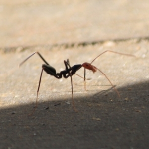 Leptomyrmex erythrocephalus at Moruya, NSW - 17 Aug 2019 01:19 PM