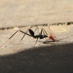 Leptomyrmex erythrocephalus at Moruya, NSW - 17 Aug 2019