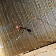 Leptomyrmex erythrocephalus at Moruya, NSW - 17 Aug 2019