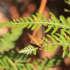 Hypocysta metirius at Guerilla Bay, NSW - 17 Aug 2019