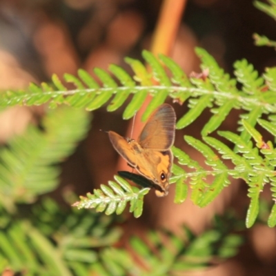 Hypocysta metirius (Brown Ringlet) at Guerilla Bay, NSW - 17 Aug 2019 by LisaH