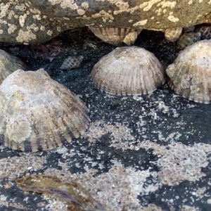 Cellana tramoserica at Bawley Point, NSW - 17 Aug 2019 04:47 PM