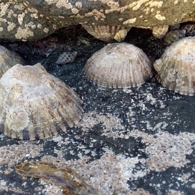 Cellana tramoserica (Commom Limpet) at Murramarang Aboriginal Area - 17 Aug 2019 by GLemann