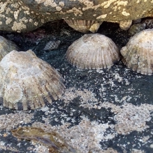 Cellana tramoserica at Bawley Point, NSW - 17 Aug 2019