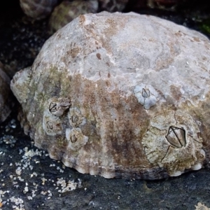 Cellana tramoserica at Bawley Point, NSW - 17 Aug 2019 04:47 PM