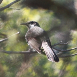 Anthochaera chrysoptera at Guerilla Bay, NSW - 17 Aug 2019 04:06 PM