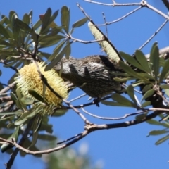 Anthochaera chrysoptera at Guerilla Bay, NSW - 17 Aug 2019 04:06 PM