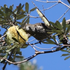 Anthochaera chrysoptera at Guerilla Bay, NSW - 17 Aug 2019 04:06 PM