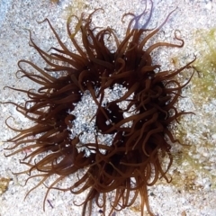 Oulactis muscosa (Sand Anemone) at Murramarang Aboriginal Area - 17 Aug 2019 by GLemann