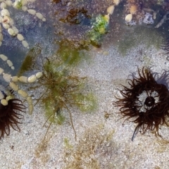 Oulactis muscosa at Bawley Point, NSW - 17 Aug 2019 04:53 PM