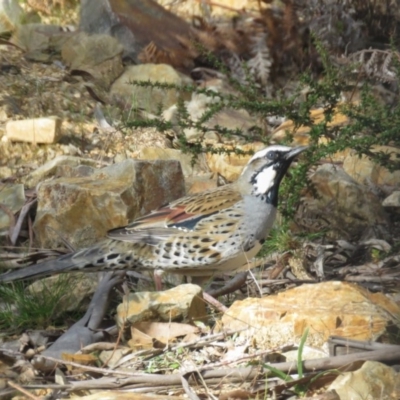 Cinclosoma punctatum (Spotted Quail-thrush) at Glen Allen, NSW - 16 Aug 2019 by KumikoCallaway