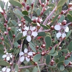 Leptospermum laevigatum (Coast Teatree) at Murramarang Aboriginal Area - 17 Aug 2019 by GLemann